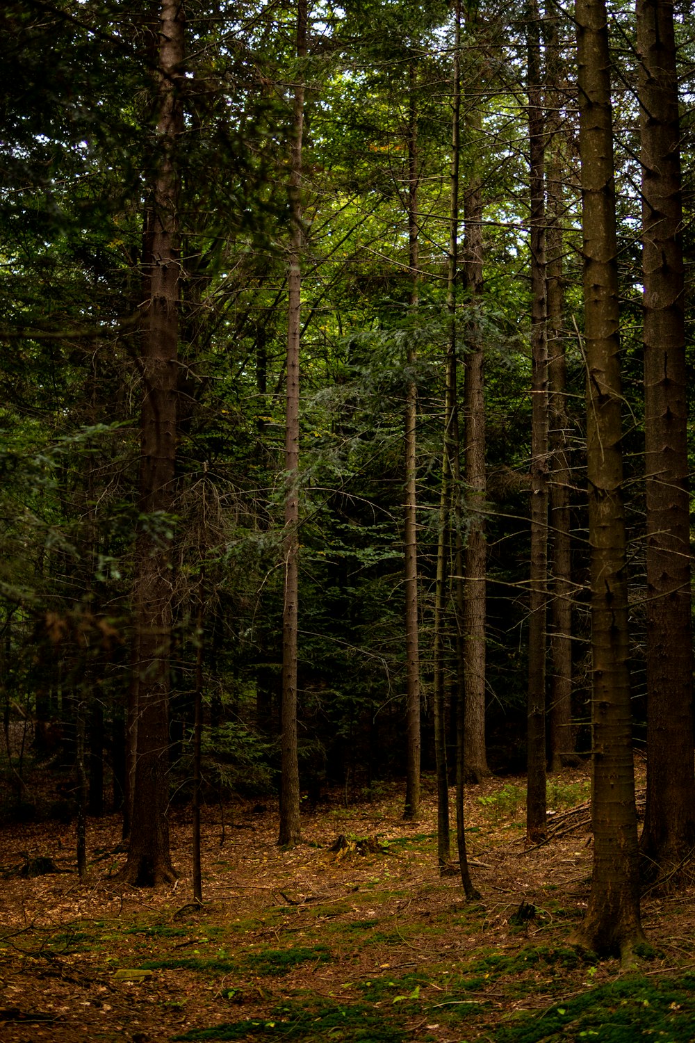 a forest filled with lots of tall trees