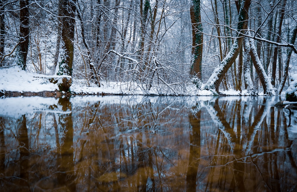 a river surrounded by trees covered in snow
