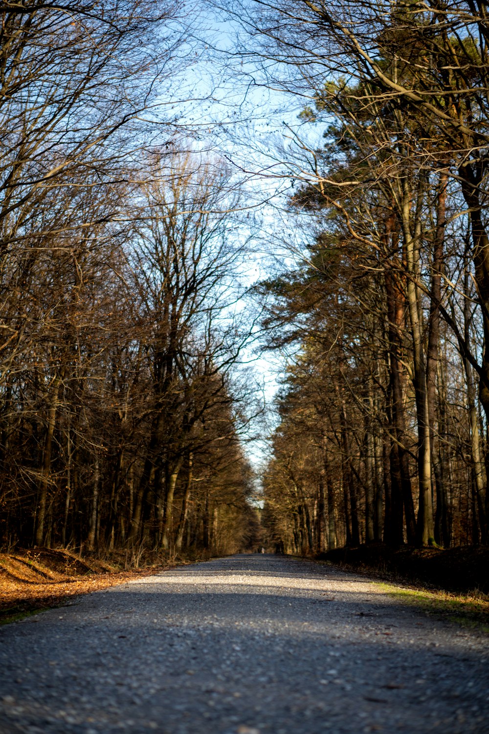 an empty road surrounded by trees with no leaves