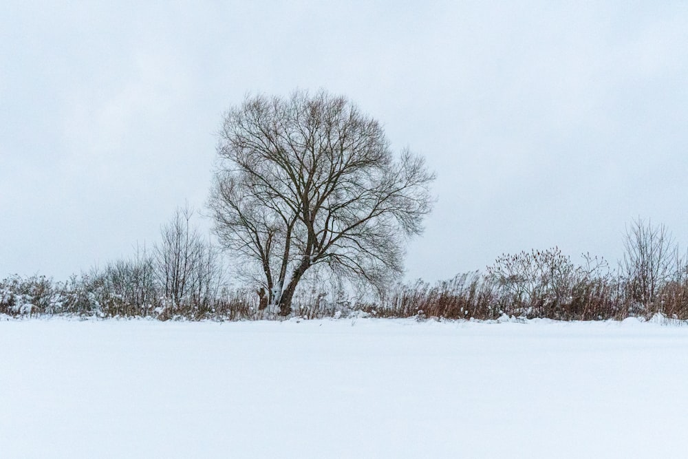 a lone tree stands in the middle of a snowy field