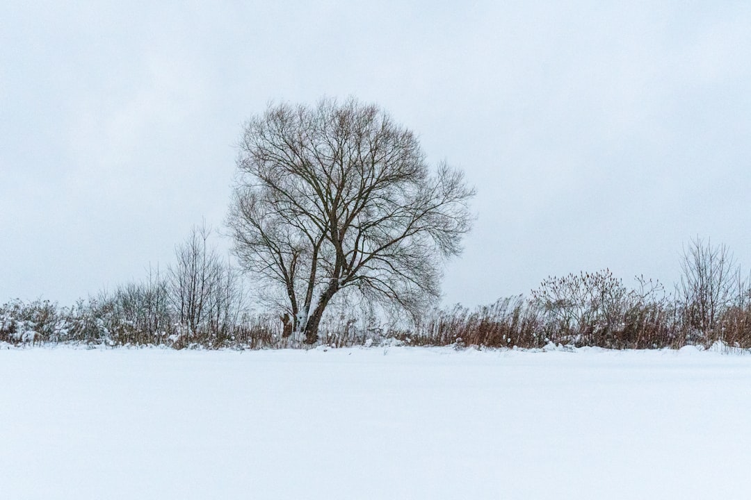 a lone tree stands in the middle of a snowy field,