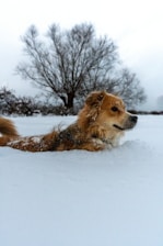 a dog laying in the snow in front of a tree