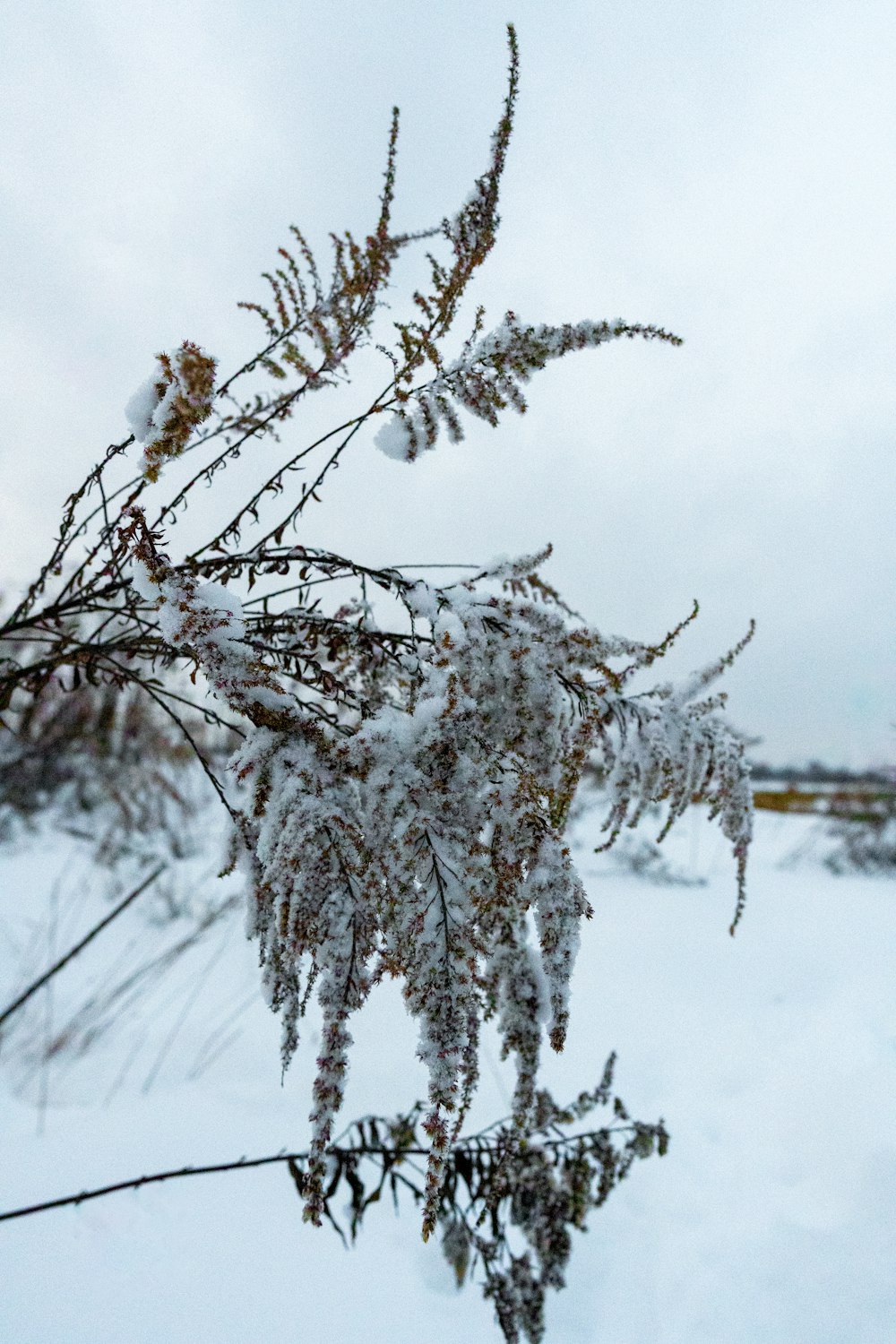 a tree branch covered in snow on a cloudy day