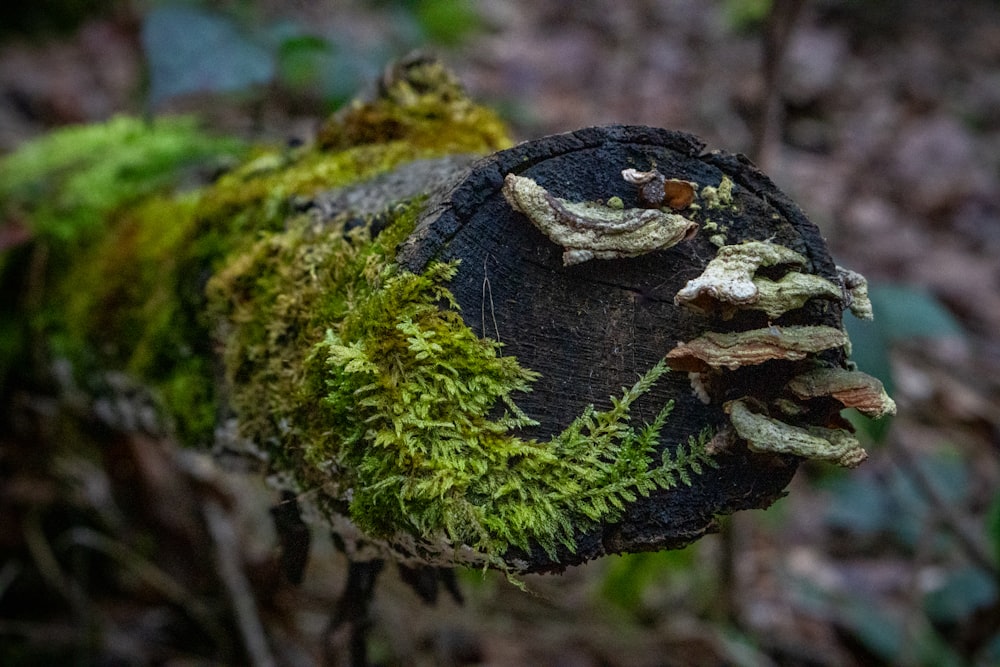 a piece of wood with moss growing on it