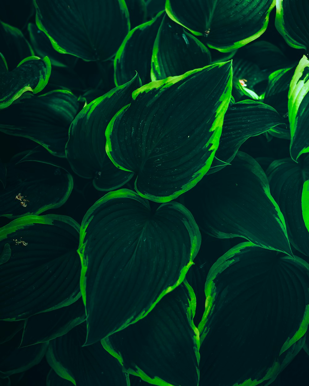 a close up of a bunch of green leaves