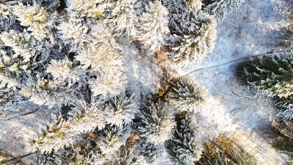 an aerial view of a snow covered forest