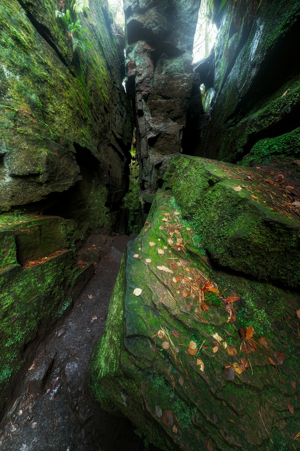 a narrow path in the middle of a green forest