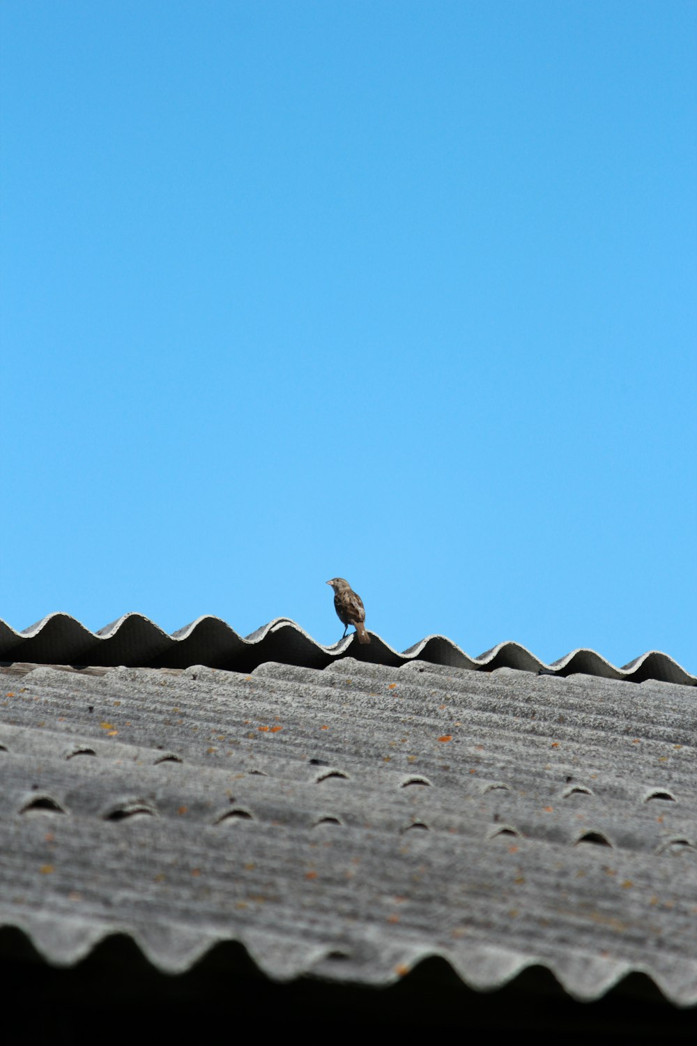 a small bird sitting on top of a roof