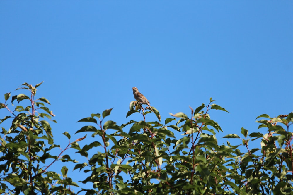 a bird sitting on top of a tree branch