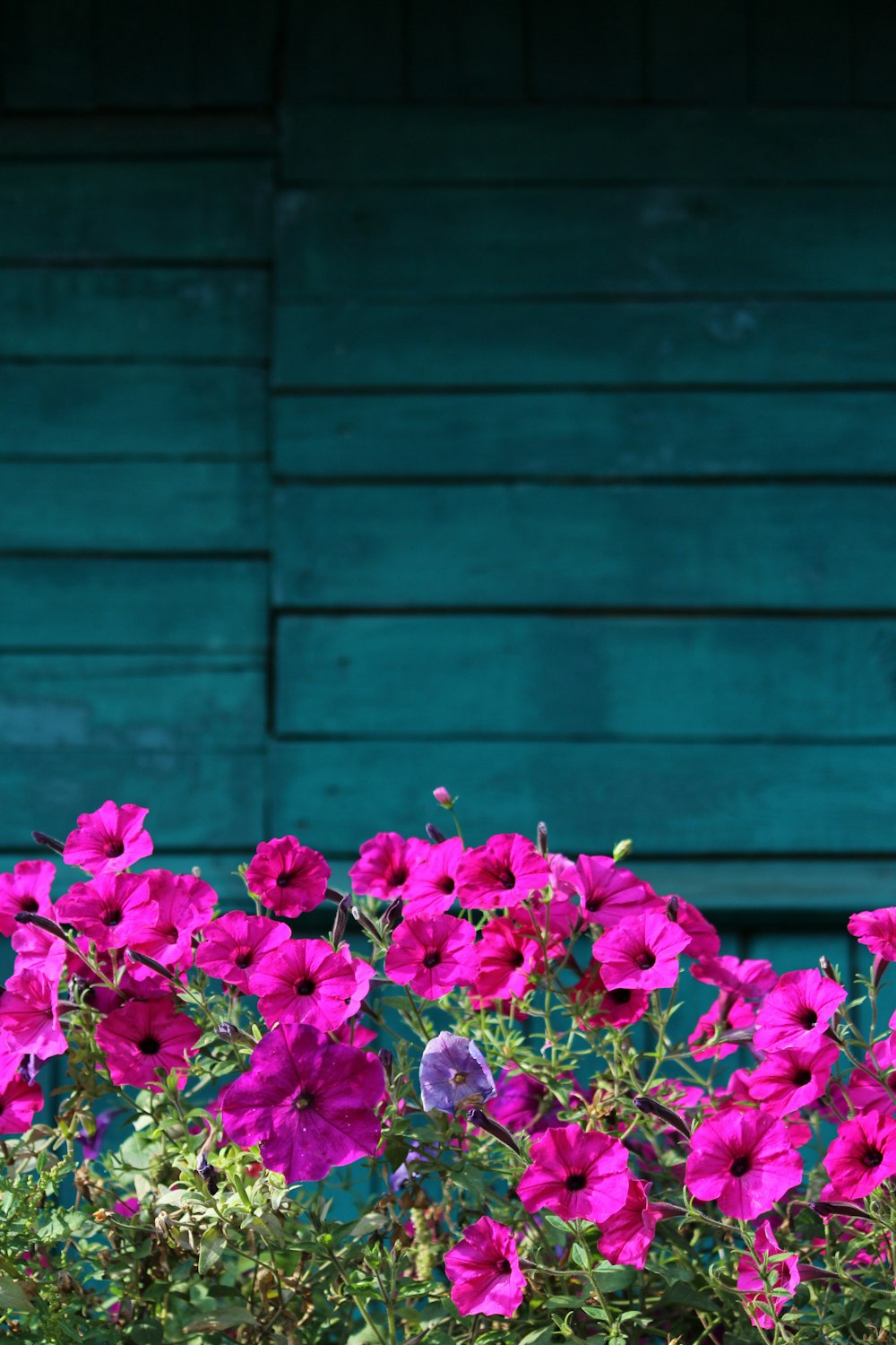 a bunch of pink flowers in front of a green wall