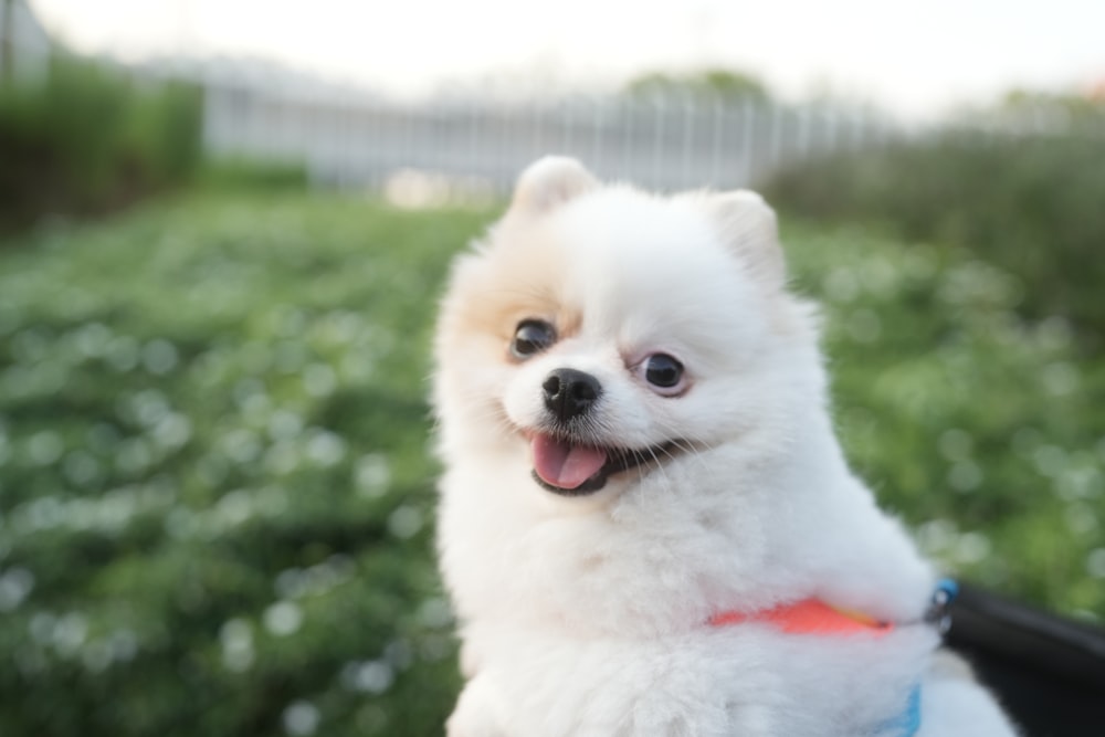 a small white dog sitting in the back of a car