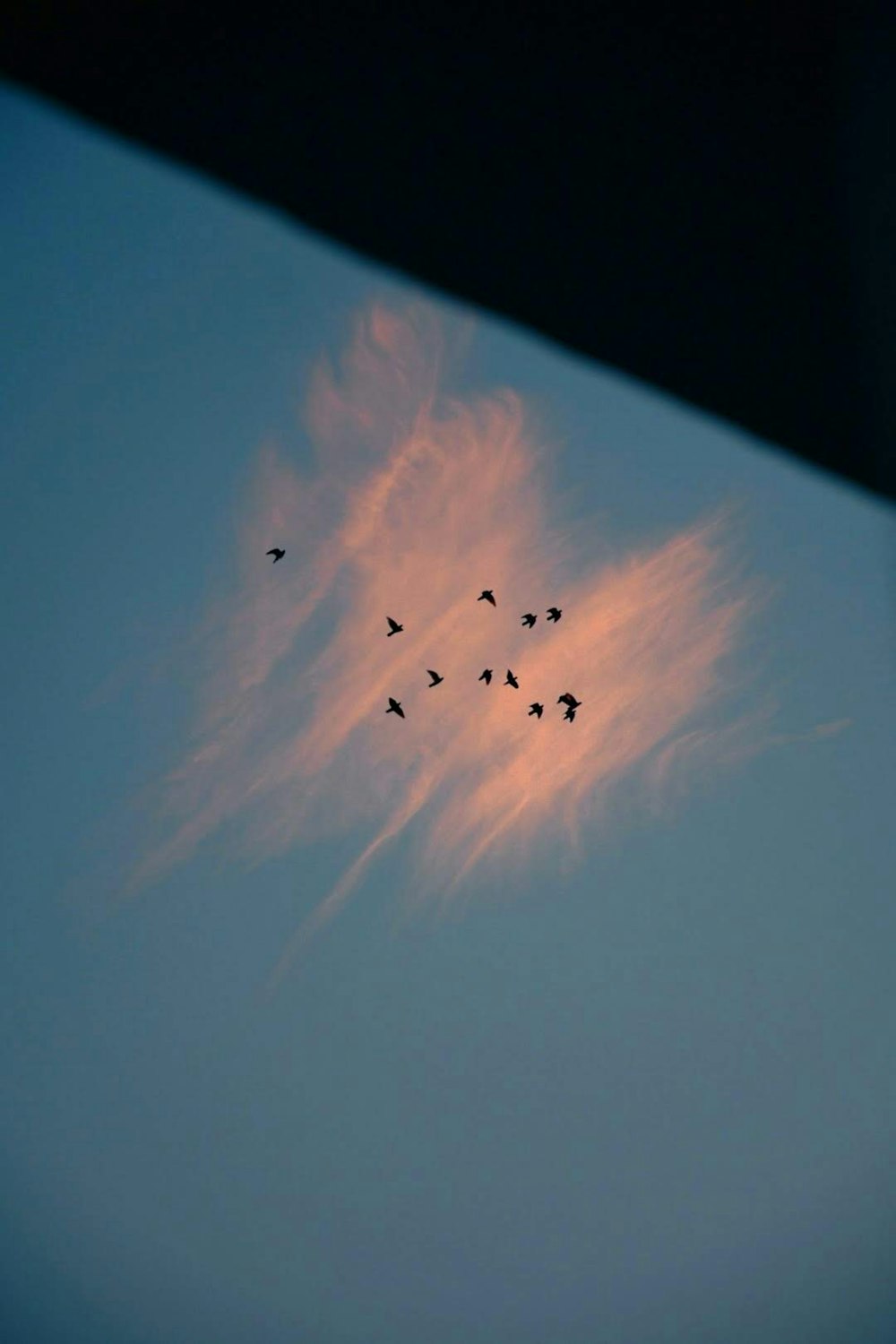 a flock of birds flying through a cloudy sky