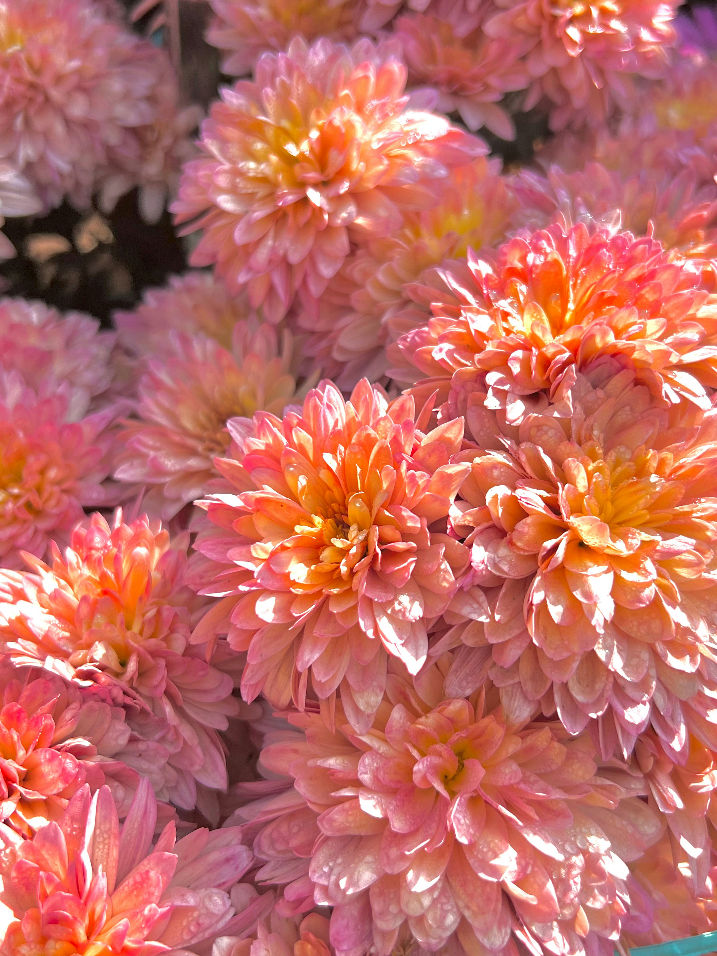 Photo by ritu_dahiya