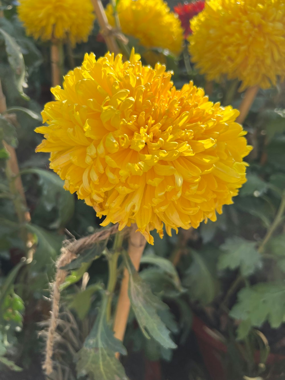 a close up of a bunch of yellow flowers