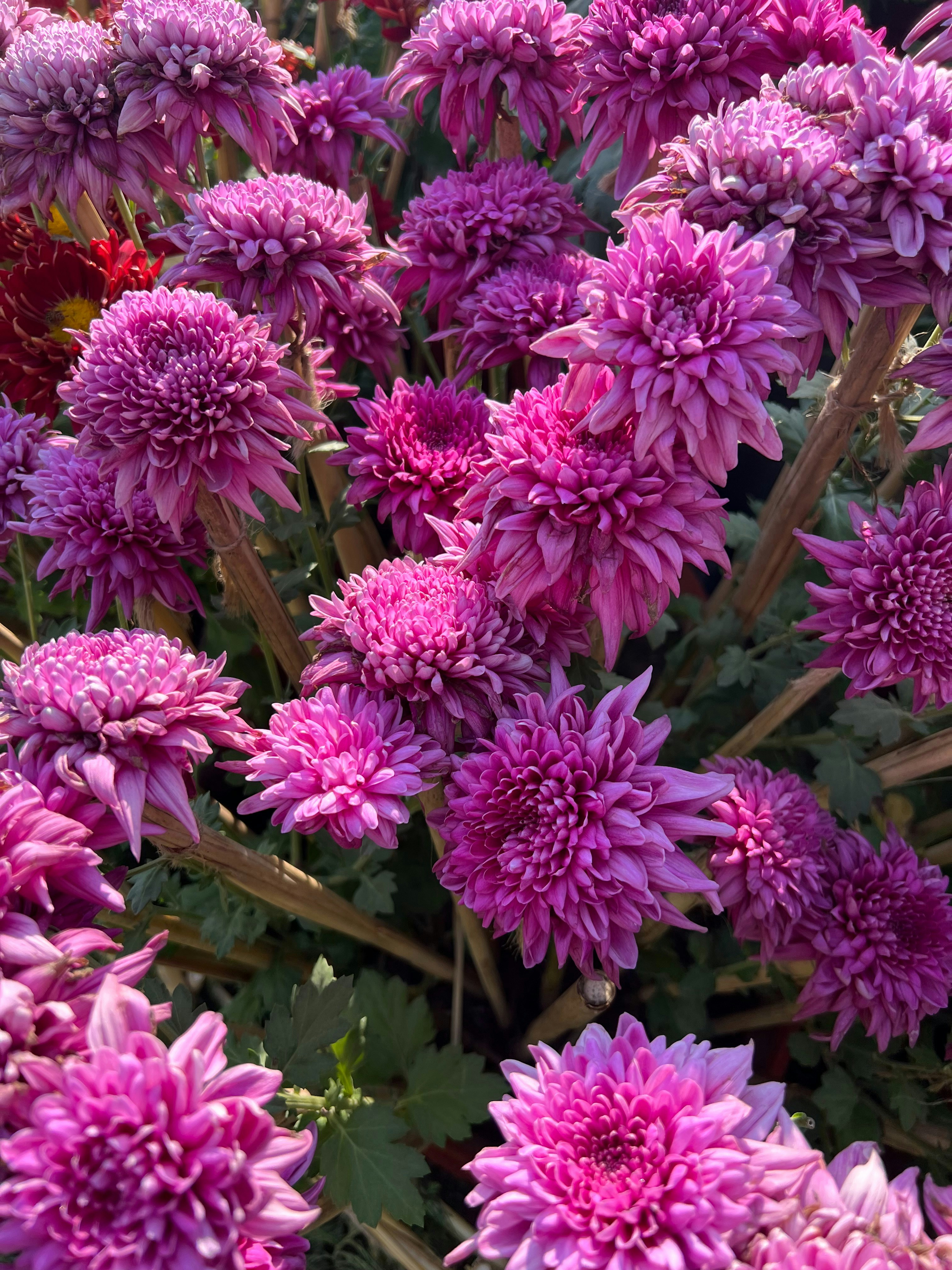 Un primer plano de un ramo de flores moradas