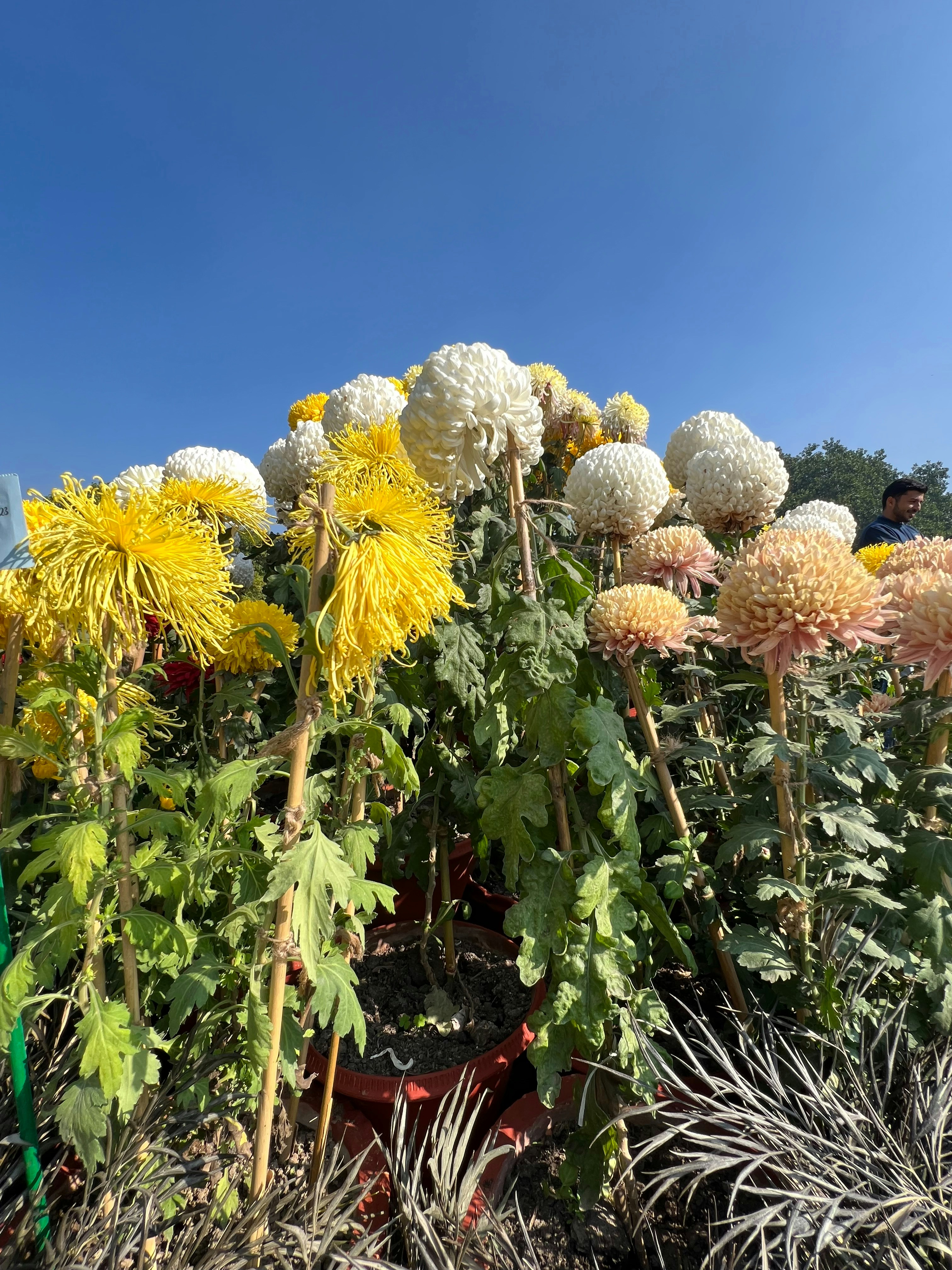 un ramo de flores que están en un campo