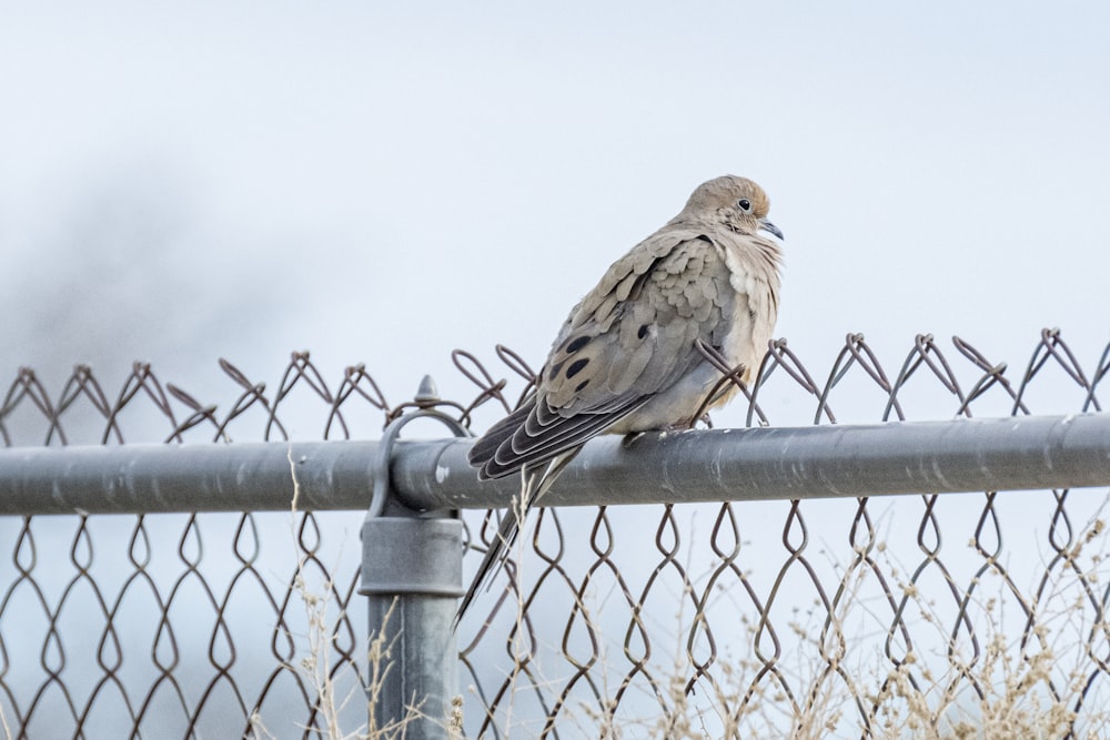 a bird is perched on a fence post