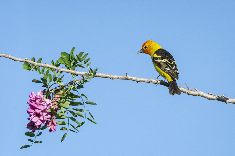 un oiseau jaune et noir assis sur une branche d’arbre