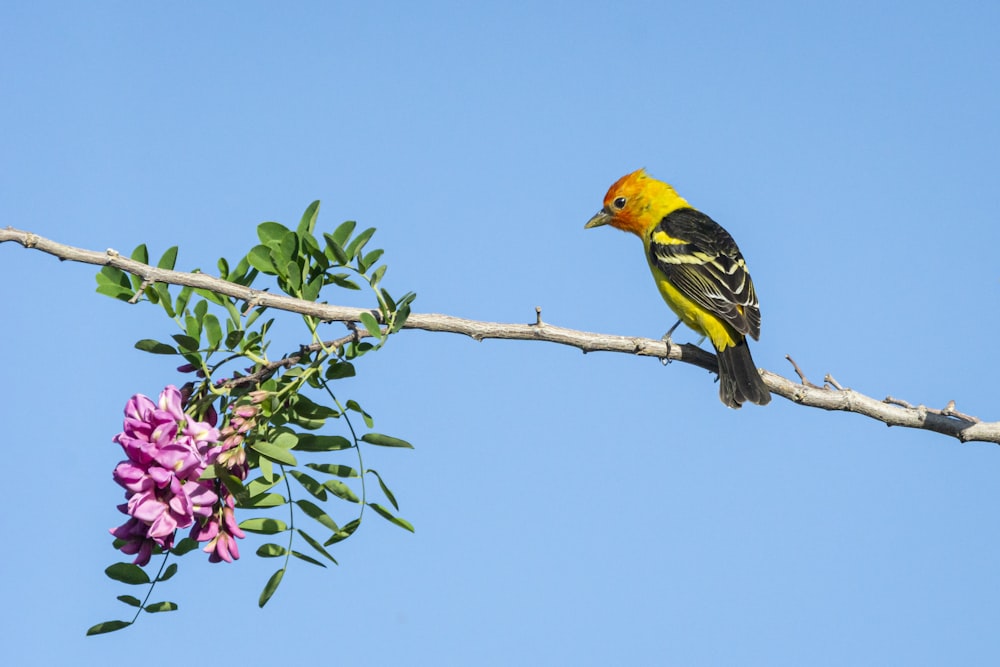 um pássaro amarelo e preto sentado em um galho de árvore