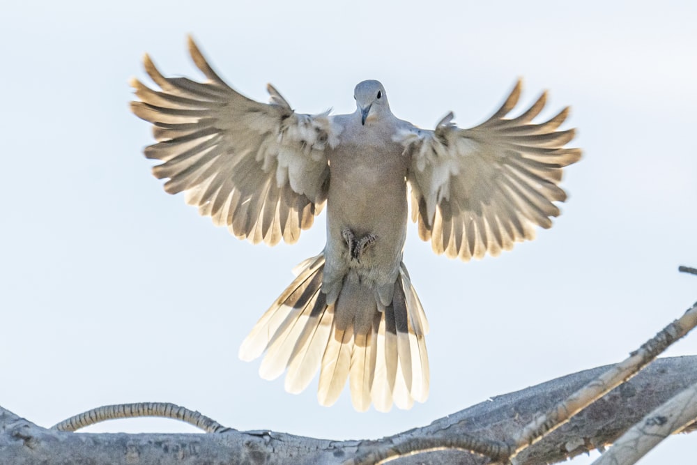 ein weißer Vogel mit ausgebreiteten Flügeln auf einem Ast