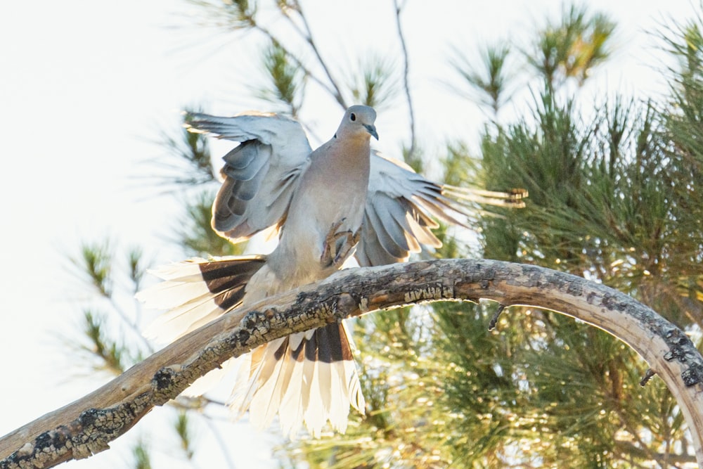 a bird that is sitting on a tree branch