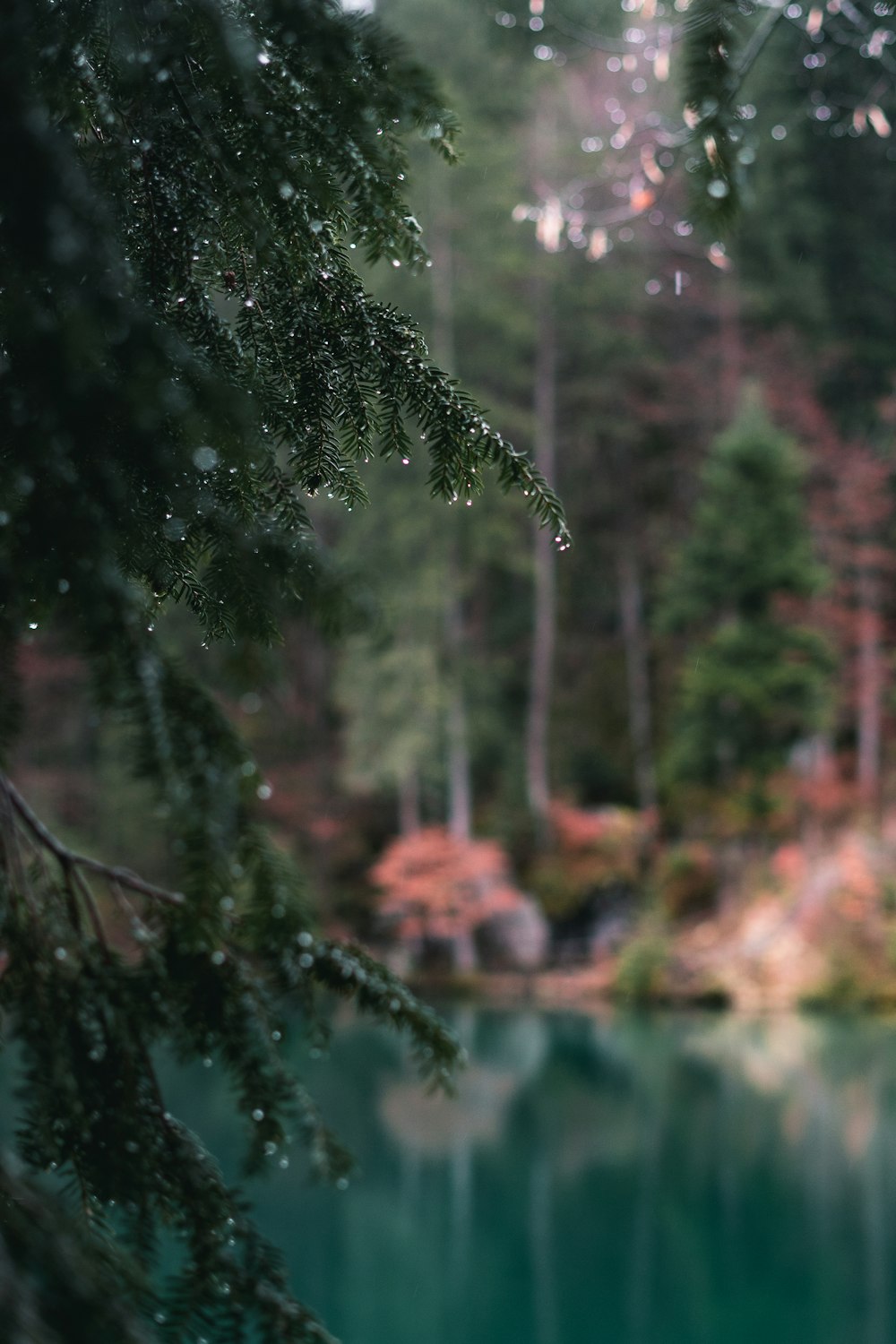 a view of a body of water with trees in the background