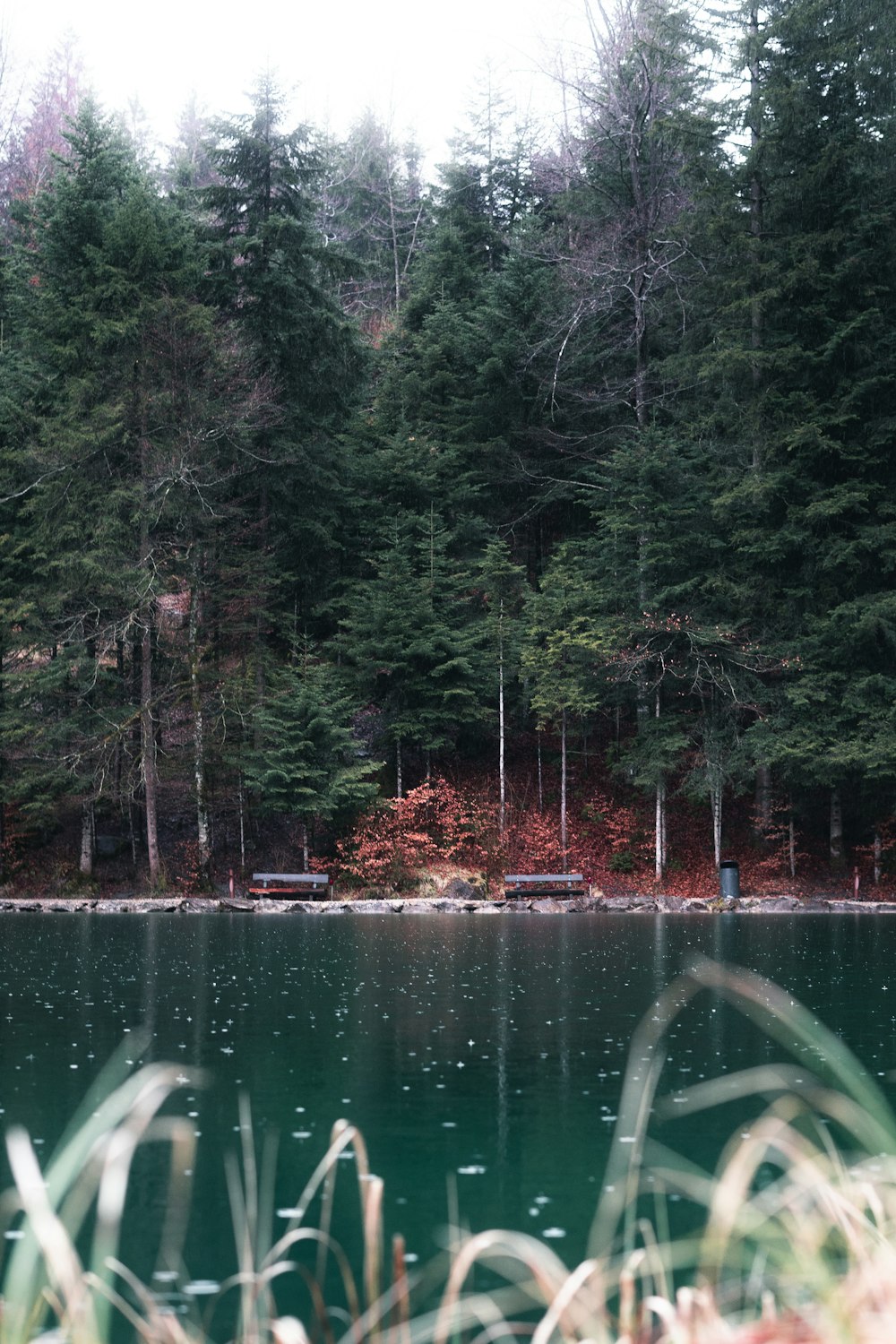 a large body of water surrounded by trees