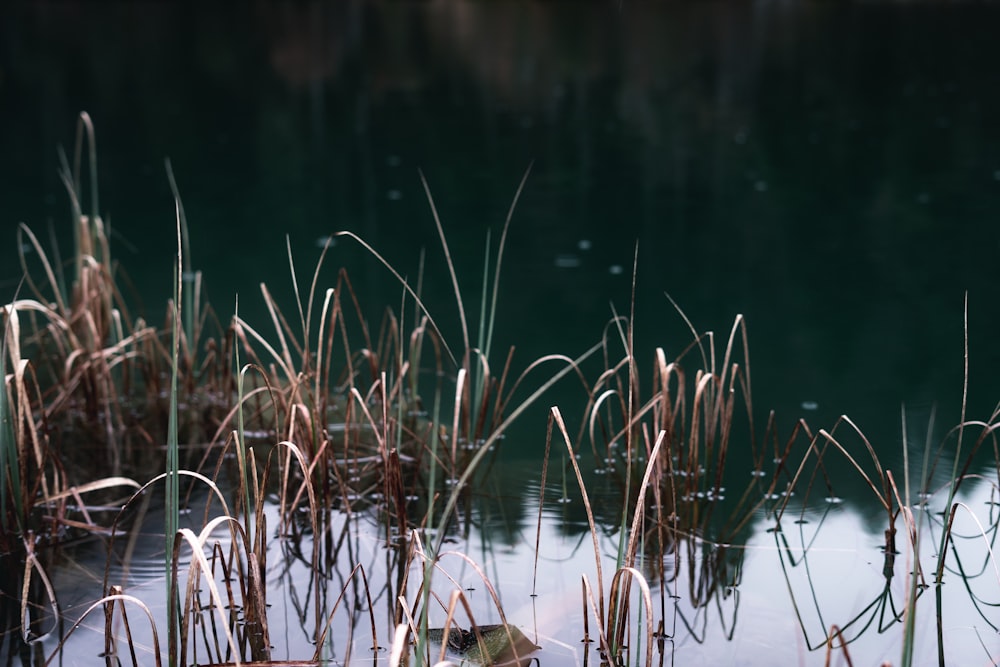 a bunch of plants that are in the water