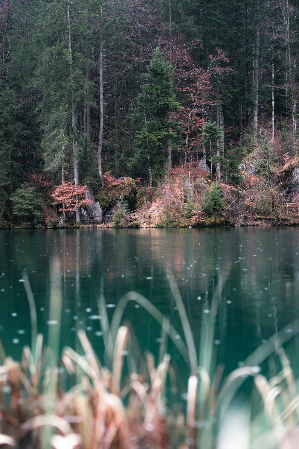 a body of water surrounded by a forest