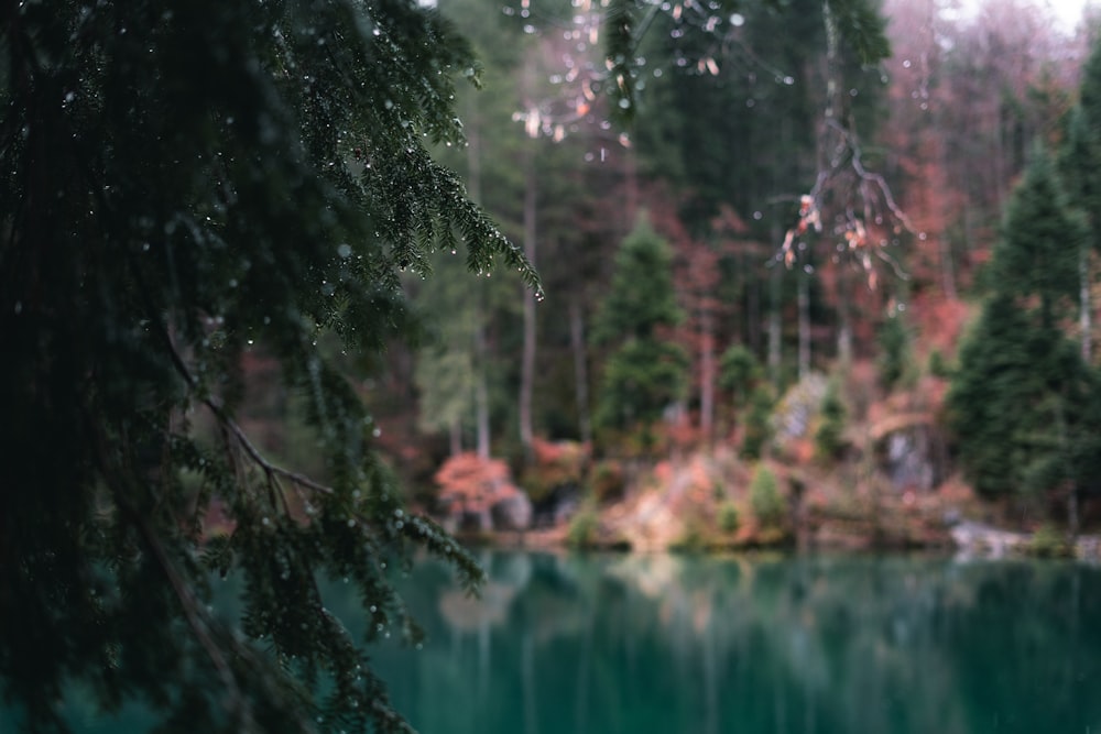 a body of water surrounded by trees