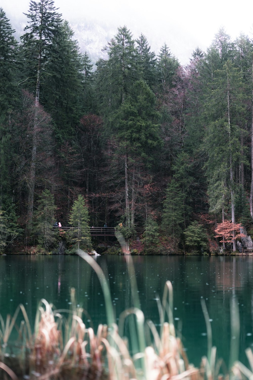 a body of water surrounded by a forest