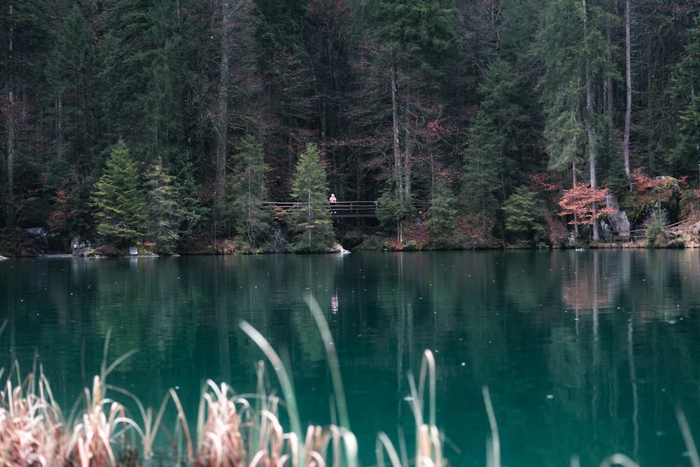 a body of water surrounded by a forest