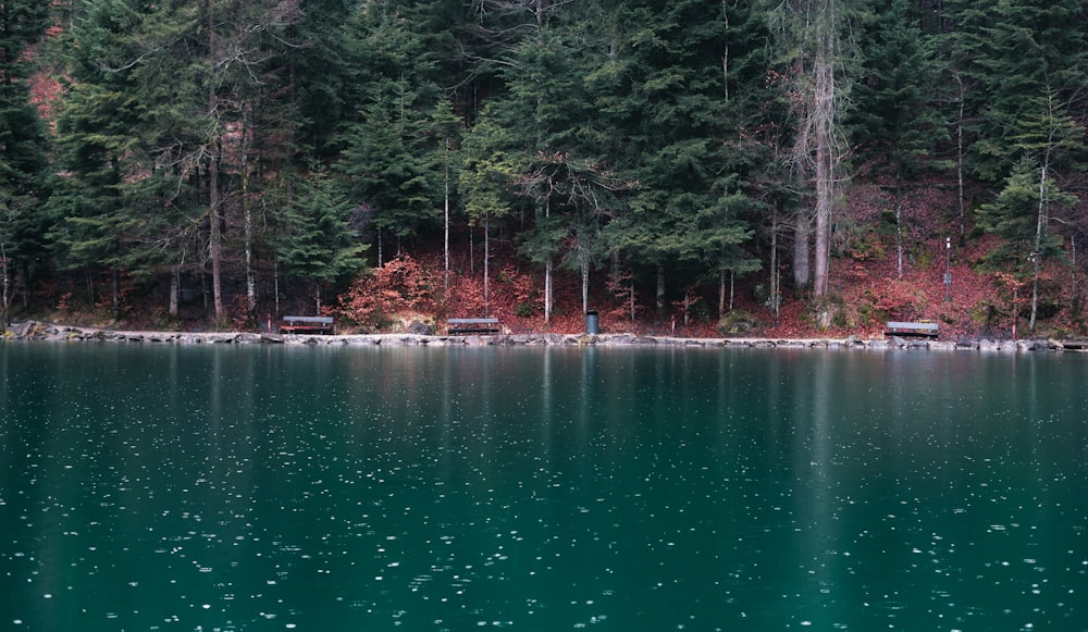 a large body of water surrounded by trees