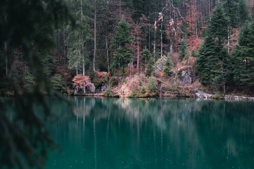 a large body of water surrounded by trees