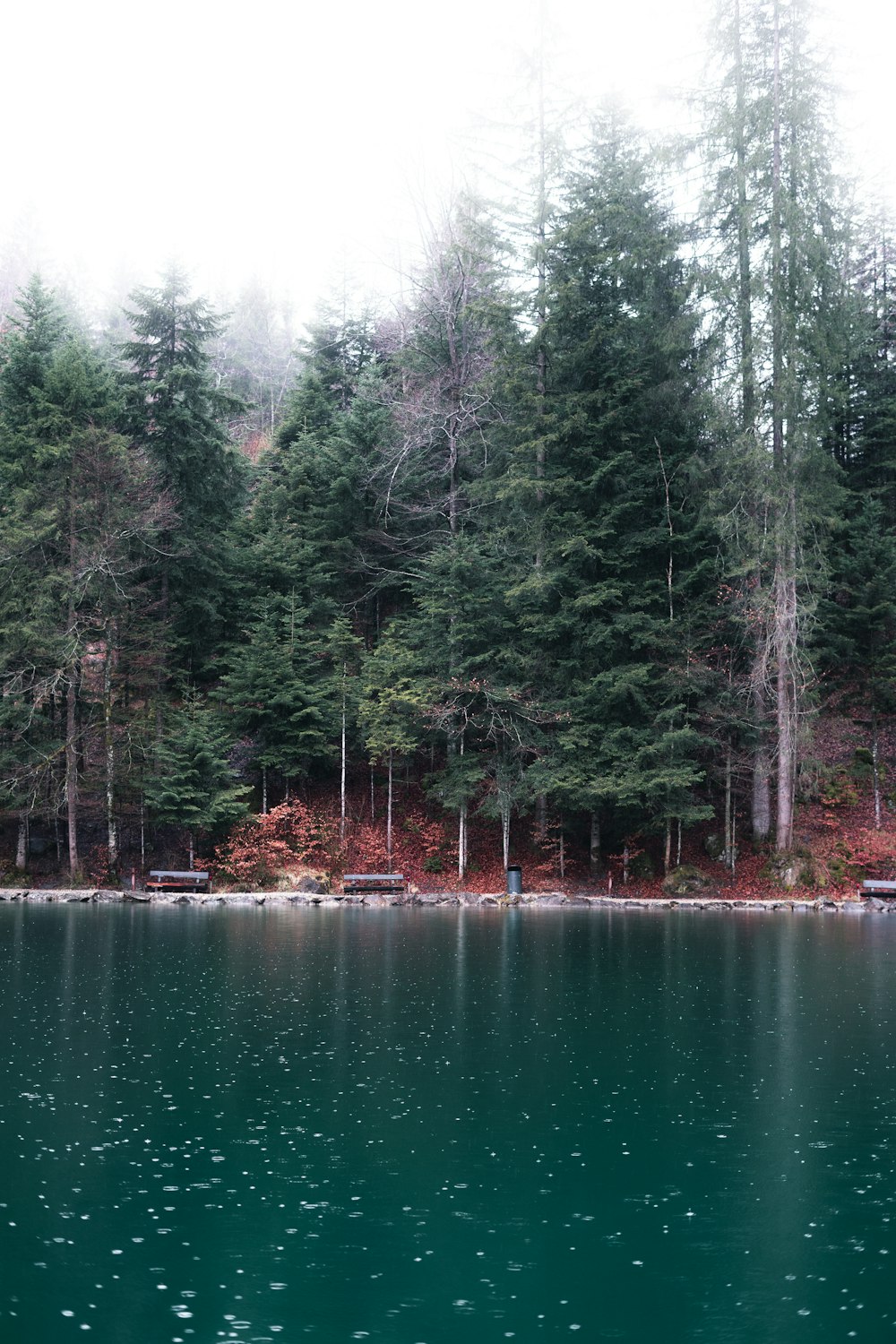 a large body of water surrounded by trees