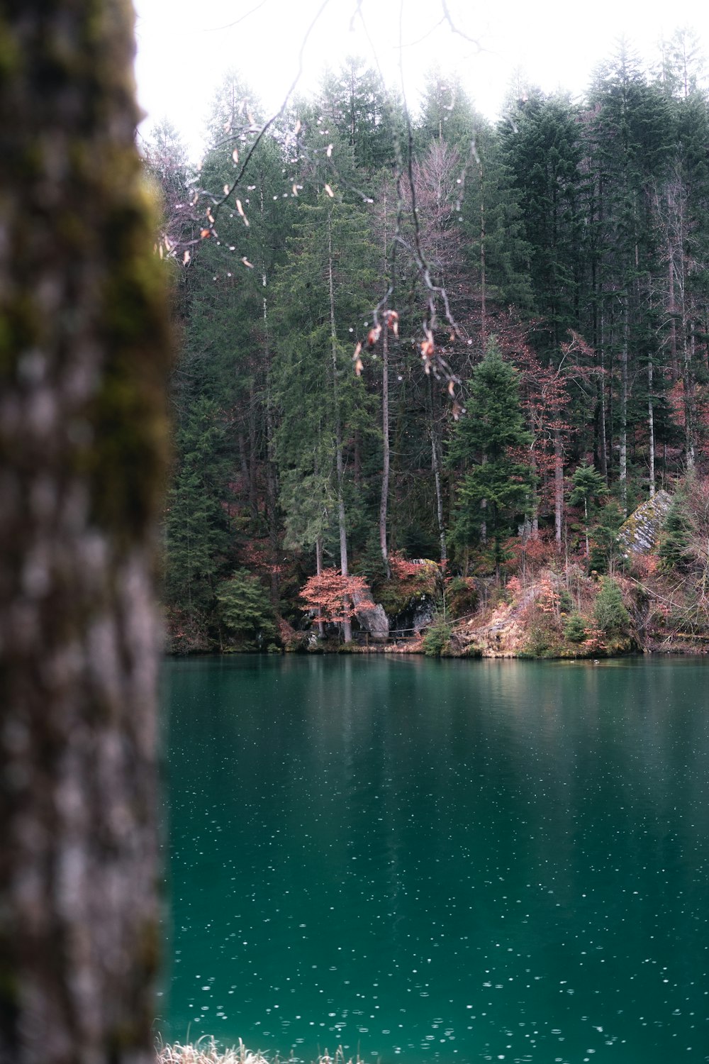 a large body of water surrounded by trees