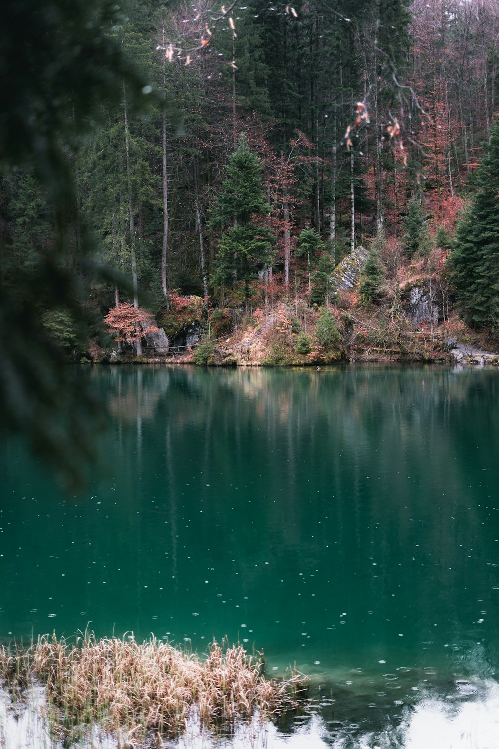 a large body of water surrounded by trees