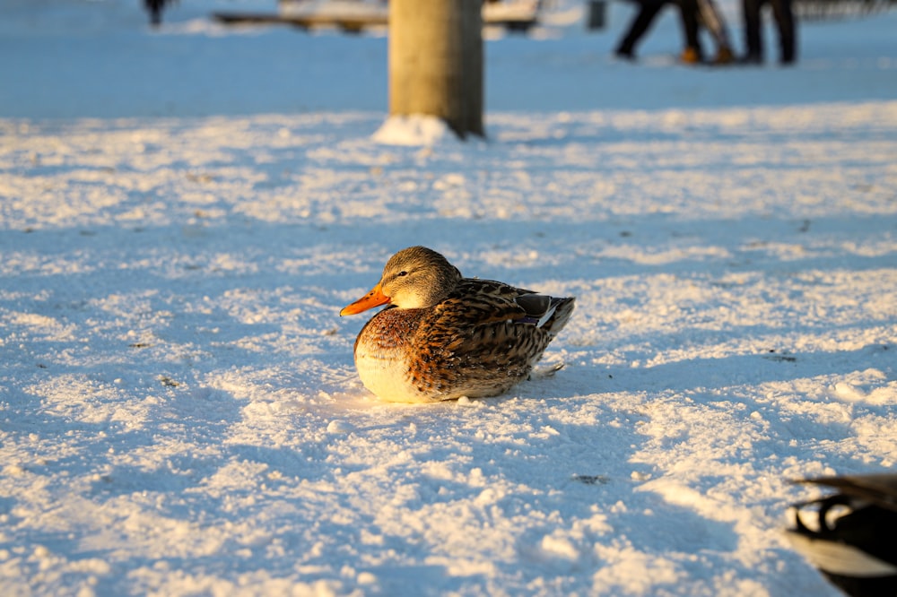 a duck sitting in the snow next to a tree