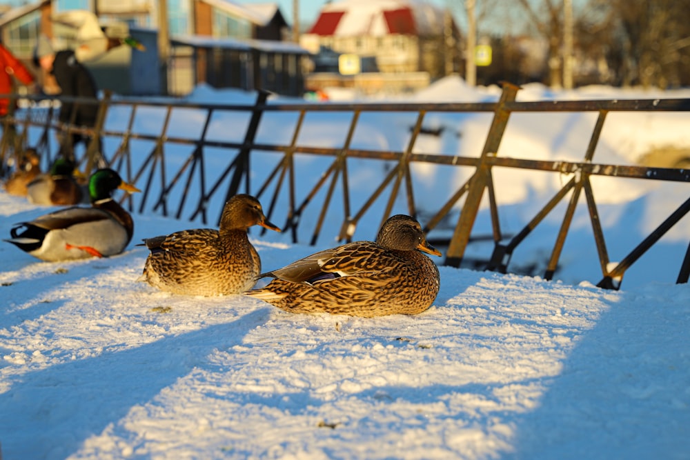 a group of ducks sitting on top of snow covered ground