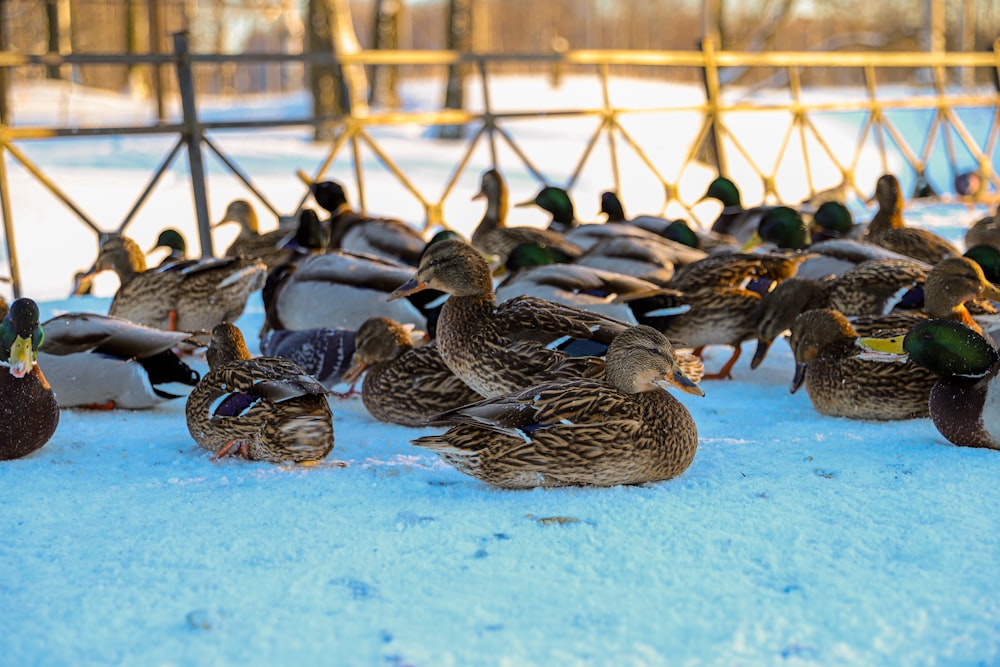 a flock of ducks sitting on top of a snow covered ground