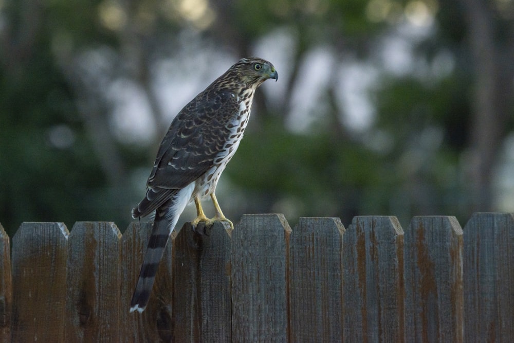 a hawk perched on top of a wooden fence