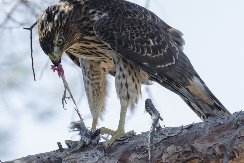 a hawk with a fish in it's mouth on a branch