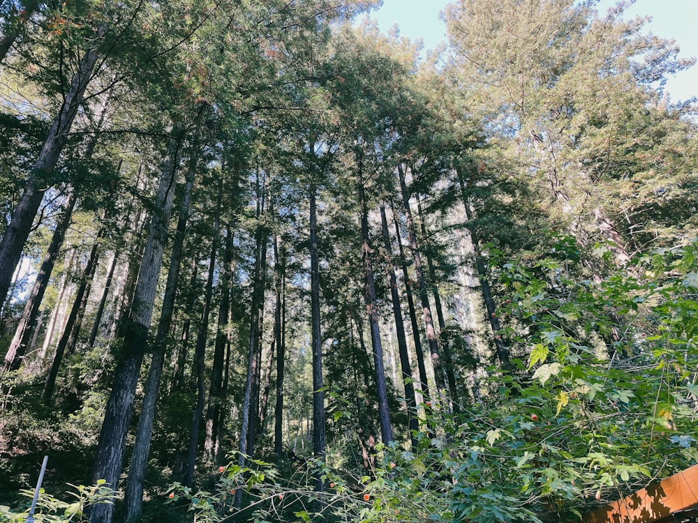 a forest filled with lots of tall trees