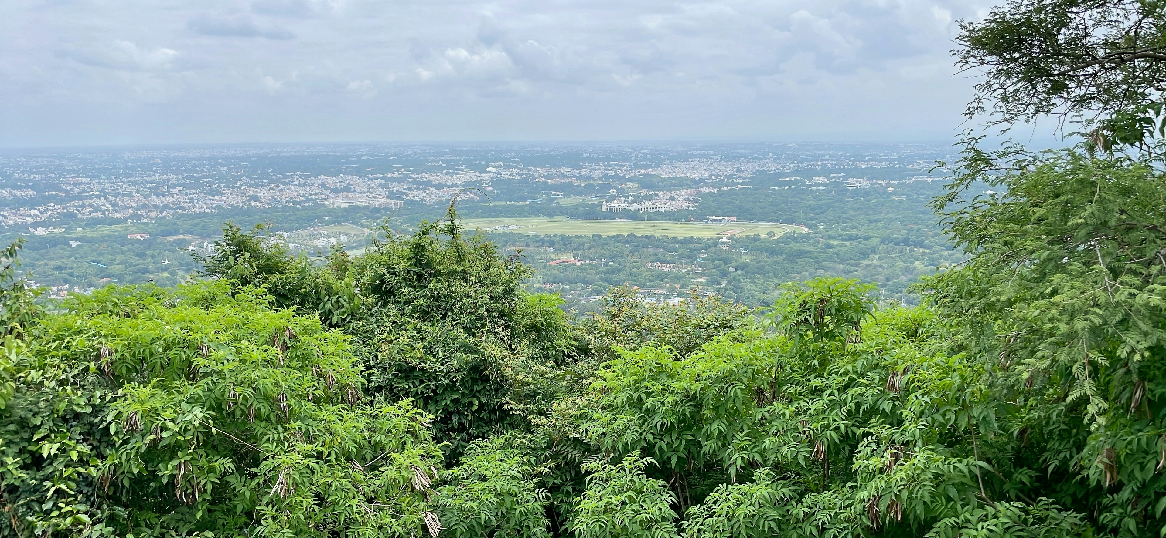 a lush green forest filled with lots of trees