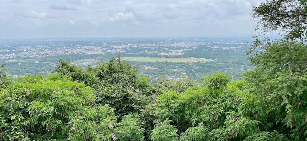 a lush green forest filled with lots of trees