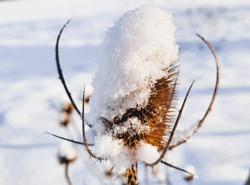 a close up of a plant with snow on it