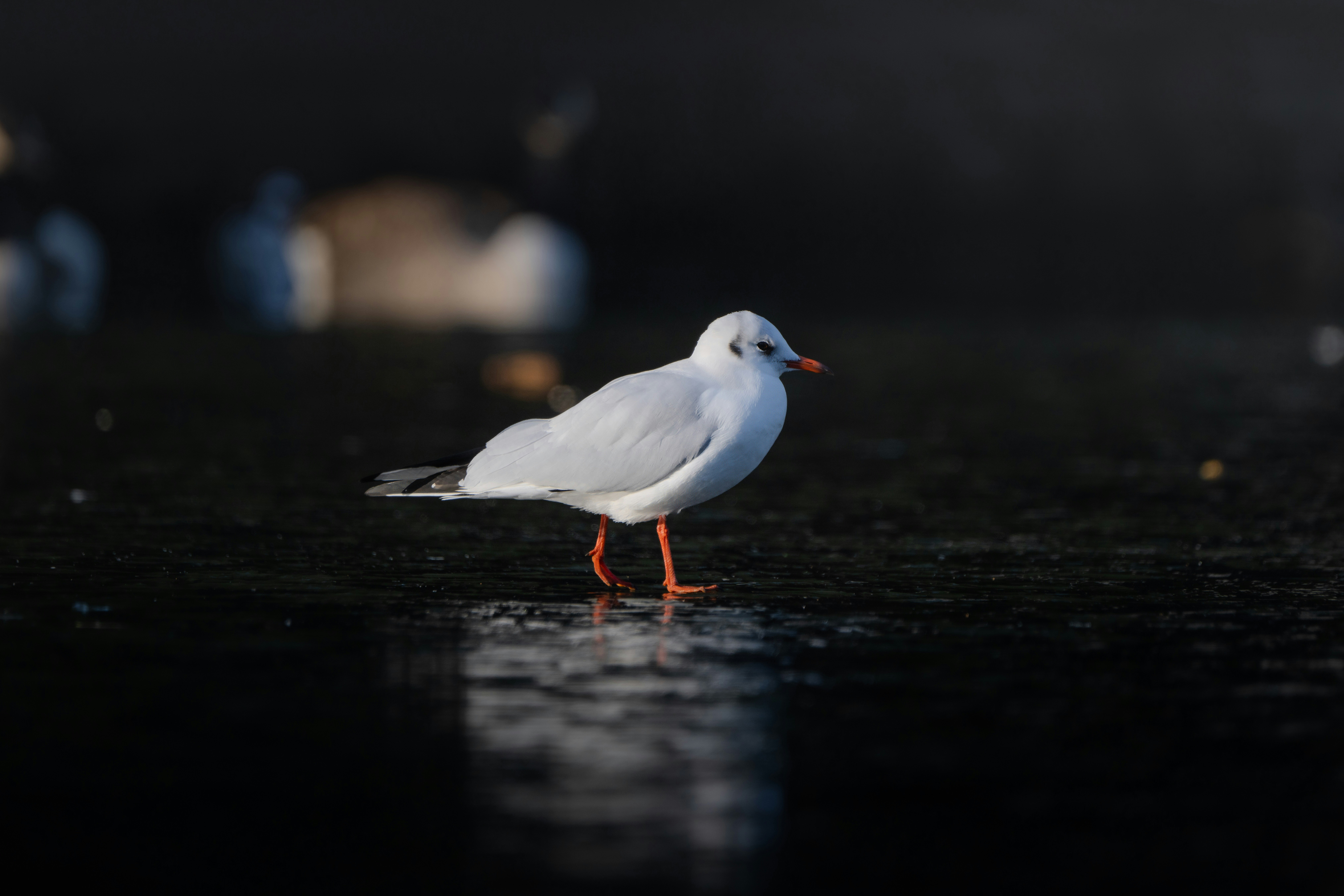 Photo by ronan_hello