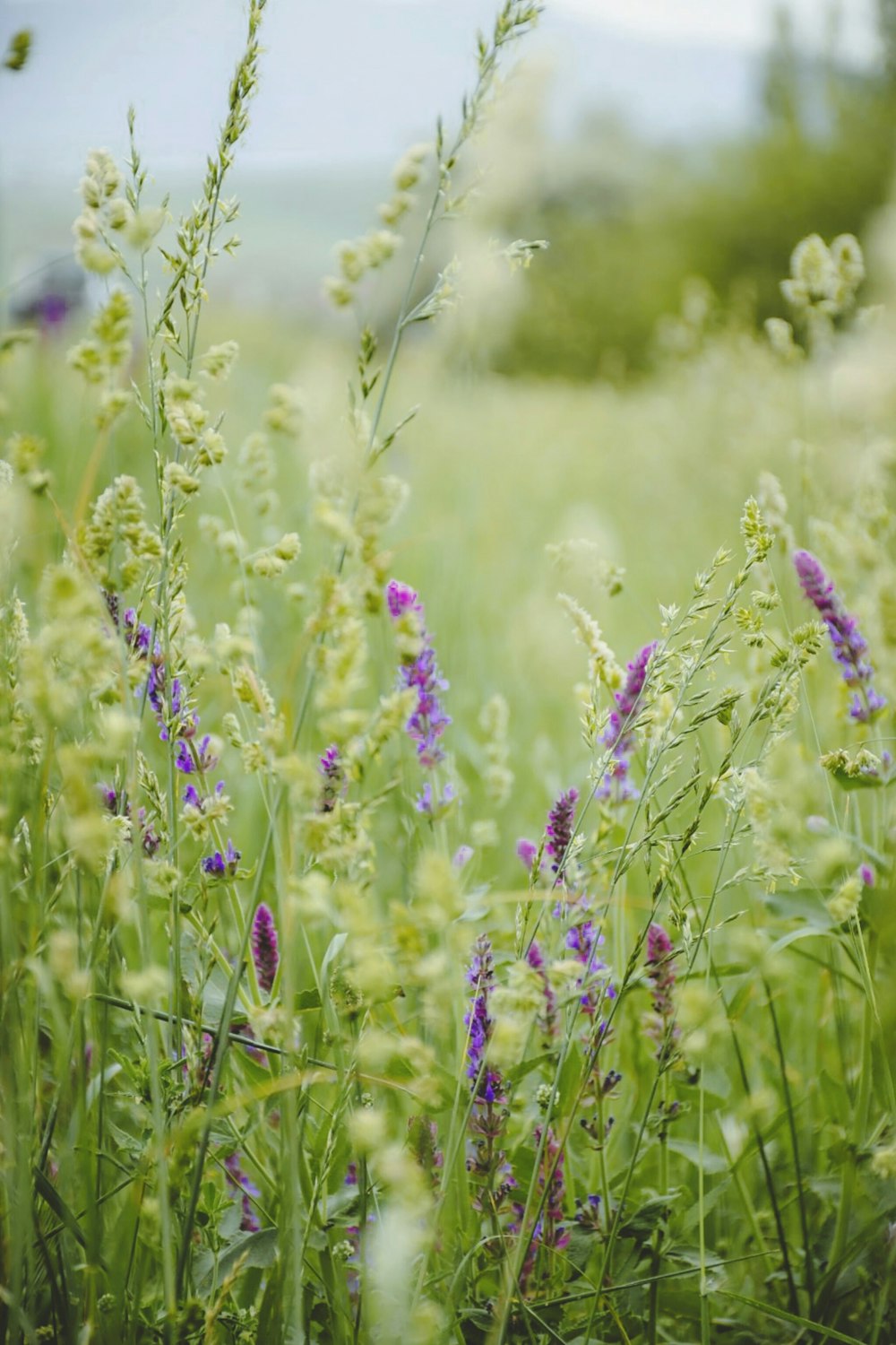 a bunch of flowers that are in the grass