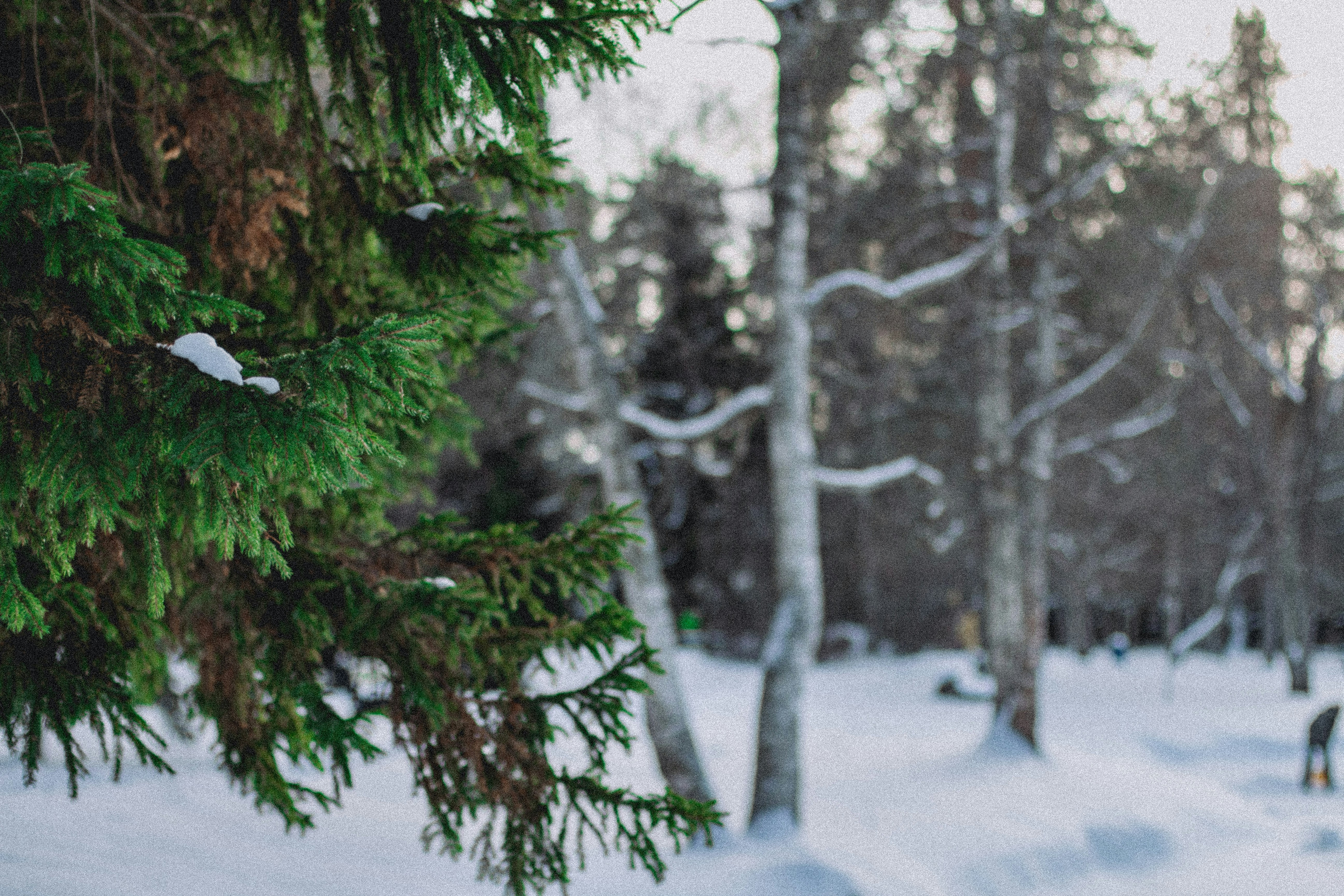 Photo by maximyuryshev