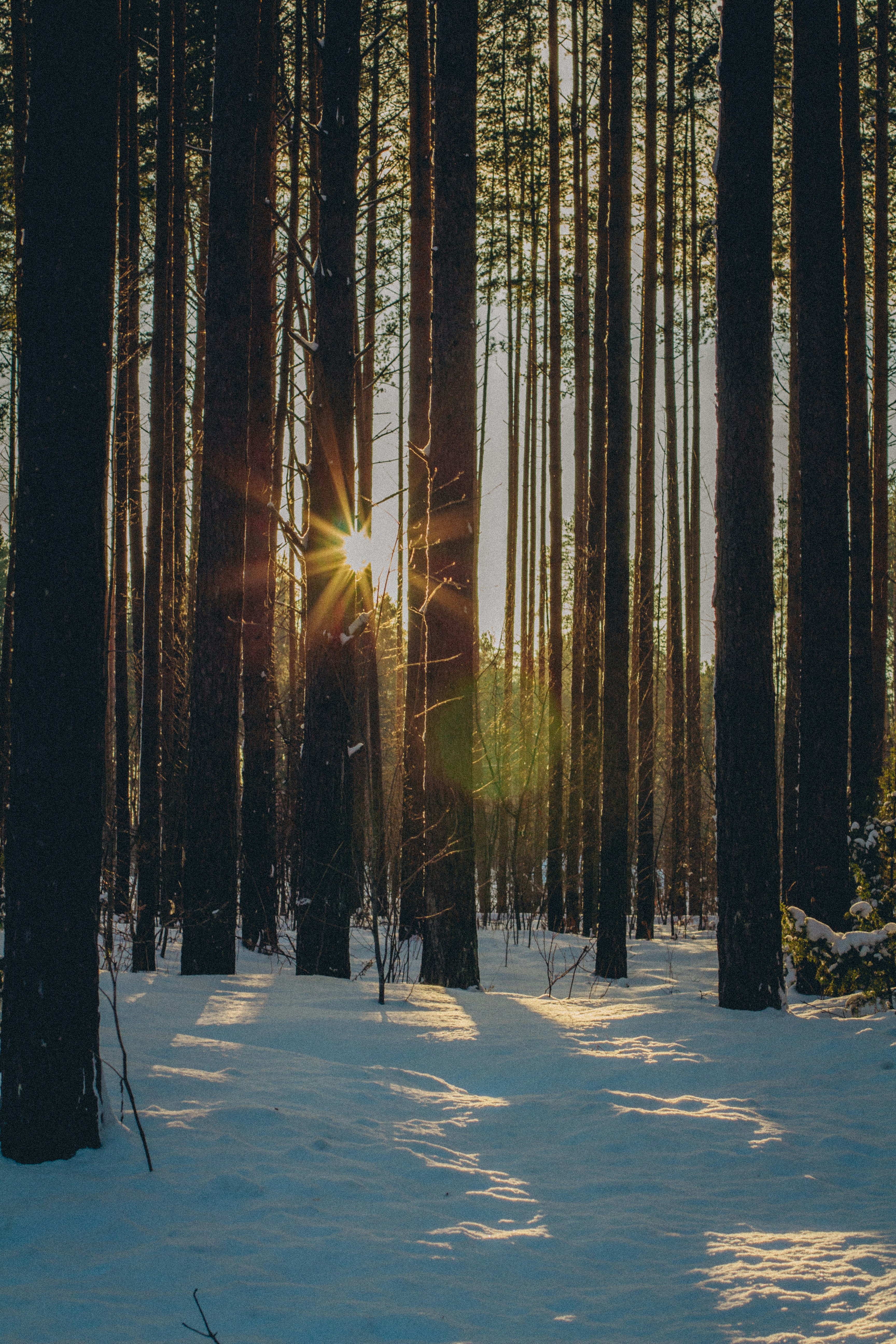 Photo by maximyuryshev